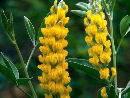 Stříbrocist Batandierův (ananasový janovec) - Argyrocytisus battandieri  Argyrocytisus battandieri