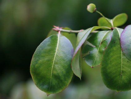 Brslen masitý 'Trompenburg Lustre' - Euonymus carnosus 'Trompenburg Lustre'  Euonymus carnosus 'Trompenburg Lustre'