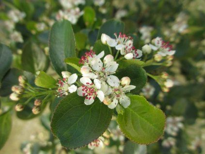 Černý jeřáb 'Revontuli Hedger'®  Aronia melanocarpa 'Revontuli Hedger'®