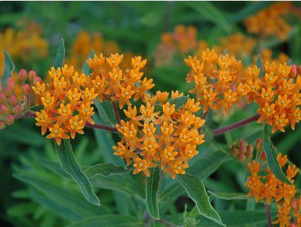 Klejicha hlíznatá 'Gay Butterflies' - Asclepias tuberosa 'Gay Butterflies'  Asclepias tuberosa 'Gay Butterflies'