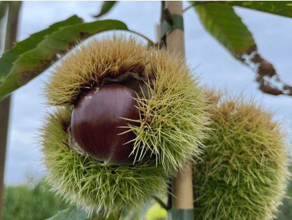 Kaštanovník jedlý 'Clone 90044'  Castanea sativa 'Clone 90044'