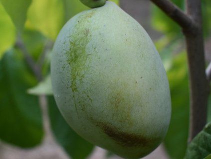 Muďoul trojlaločný 'Susquehanna'  Asimina triloba 'Susquehanna'
