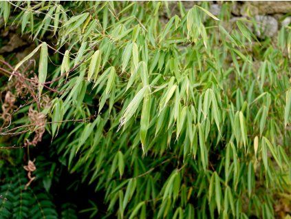 robusta