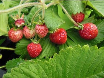 Jahodník  'Capron'  Fragaria 'Capron'
