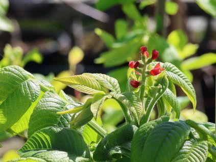 Ořešák popelavý 'Beckwith'  Juglans cinerea 'Beckwith'