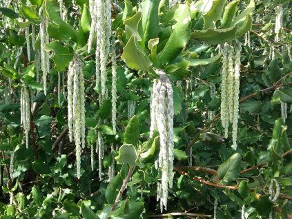 Garya eliptická 'James Roof' - Garrya elliptica 'James Roof'  Garrya elliptica 'James Roof'