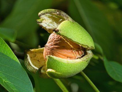 Ořešák královský 'Pescianski'  Juglans regia 'Pescianski'