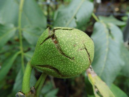 Ořešák královský 'Rita'  Juglans regia 'Rita'