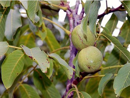 Ořešák královský 'Wunder von Monrepos'  Juglans regia 'Wunder von Monrepos'