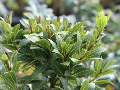 Vavřín vznešený 'Bay Junior'  Laurus nobilis 'Bay Junior'
