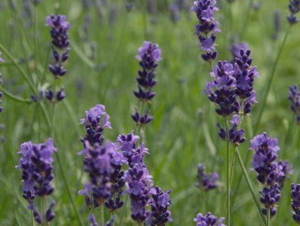 Levandule úzkolistá 'Imperial Gem' - Lavandula angustifolia 'Imperial Gem'  Lavandula angustifolia 'Imperial Gem'
