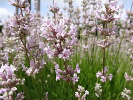 Levandule úzkolistá 'Loddon Pink' - Lavandula angustifolia 'Loddon Pink'  Lavandula angustifolia 'Loddon Pink'
