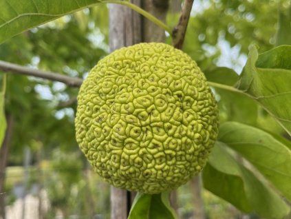 Maklura oranžová 'Cannonball'  Maclura pomifera 'Cannonball'