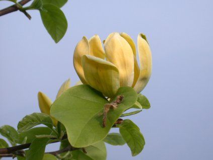 Magnolia 'Kinju'  Magnolia acuminata 'Kinju'