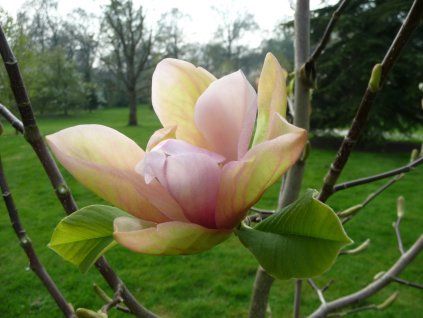 Magnolia 'Apricot Brandy'  Magnolia 'Apricot Brandy'