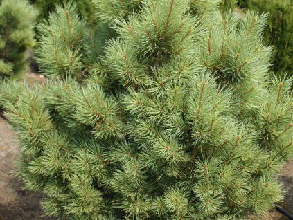 glauca c