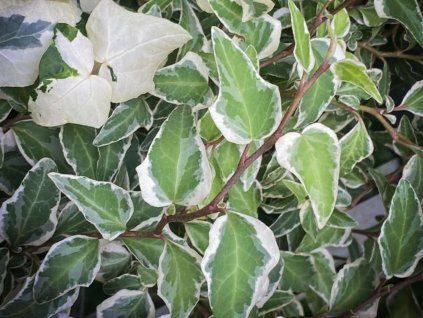 Břečťan popínavý 'Little Diamond'  Hedera helix 'Little Diamond'