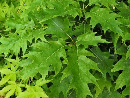 Dub červený 'Haaren'  Quercus rubra 'Haaren'