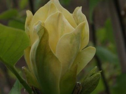 Magnolia 'Ossie’s Yellow'  Magnolia 'Ossie’s Yellow'