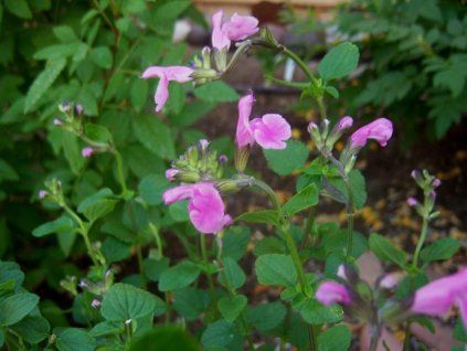 Šalvěj drobnolistá 'Flower Child' - Salvia microphylla 'Flower Child'  Salvia microphylla 'Flower Child'