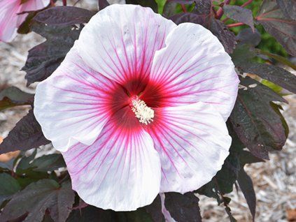 Ibišek bahenní 'Kopper King'  Hibiscus 'Kopper King'