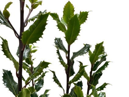 Cesmína Meserveova 'Magical Amore Rosso'®  Ilex meserveae 'Magical Amore Rosso'®