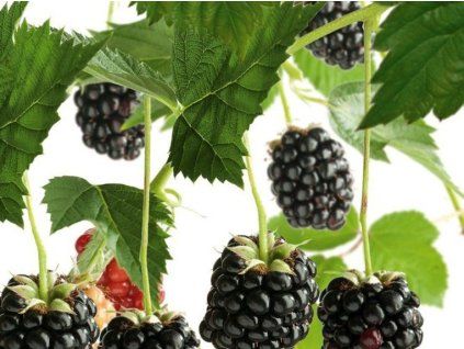 Ostružiník křovitý 'Himalaya'  Rubus fruticosus 'Himalaya'
