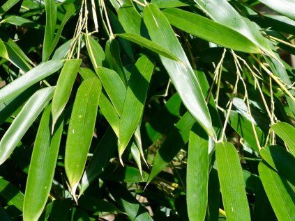 Phyllostachys aureosulcata 'Alata'/bambus  Phyllostachys aureosulcata 'Alata'