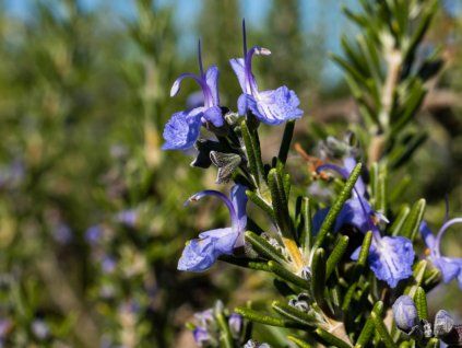 Rozmarýn lékařský 'Corsican Blue' - Rosmarinus officinalis 'Corsican Blue'  Rosmarinus officinalis 'Corsican Blue'