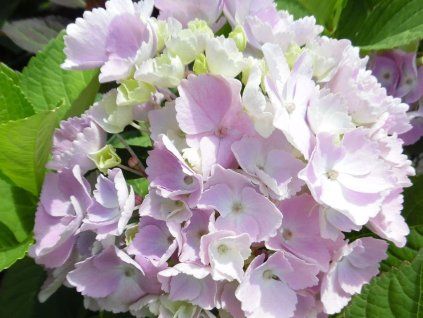 Hortenzie velkolistá Hovaria® 'Homigo'  Hydrangea m. 'Hovaria® Homigo'