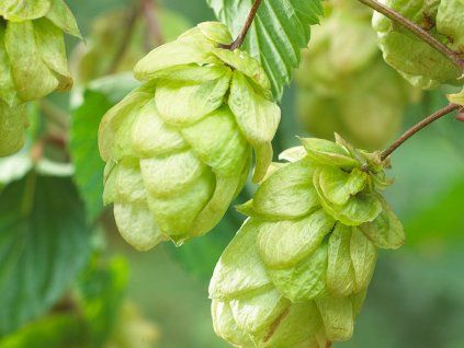Chmel otáčivý 'Nordbrau'  Humulus lupulus 'Nordbrau'