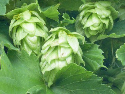 Chmel otáčivý 'Magnum'  Humulus lupulus 'Magnum'