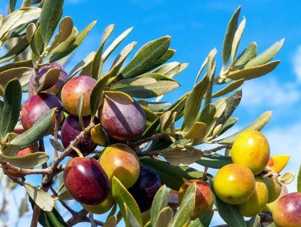 Olivovník evropský 'Taggiasca'  Olea europaea 'Taggiasca'
