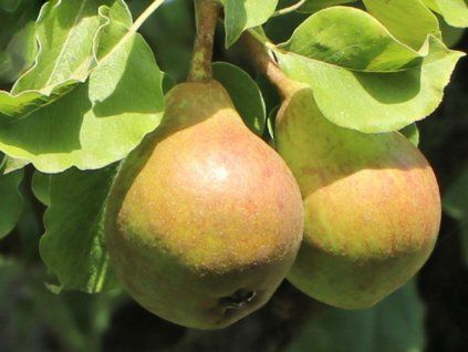 Hrušeň zakrslá 'Garden Pearl' - kontejner  Pyrus communis 'Garden Pearl'