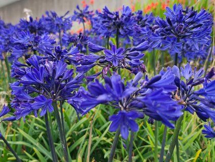 Kalokvět 'Starry Night' - Agapanthus 'Starry Night'  Agapanthus 'Starry Night'