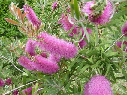 Štětkovec 'Perth Pink'  Callistemon salignus 'Perth Pink'
