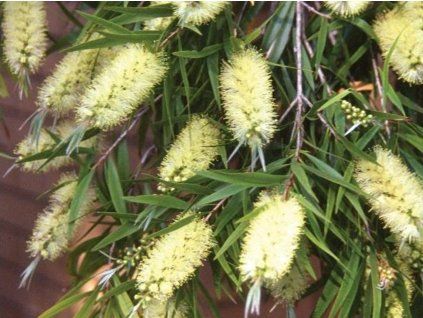 Štětkovec 'Widdicombe Gem'  Callistemon salignus 'Widdicombe Gem'