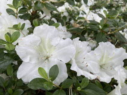 Japonská azalka 'Dorothy Haiden'  Azalea japonica 'Dorothy Haiden'