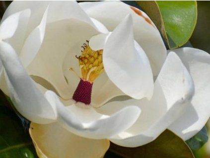 Šácholán velkokvětý 'Gallisonniére'  Magnolia grandiflora 'Gallisonniére'