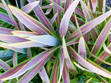 Dračinka jižní 'Choc Mint'  Cordyline australis 'Choc Mint'