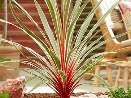 Dračinka jižní 'Magic Star'  Cordyline australis 'Magic Star'