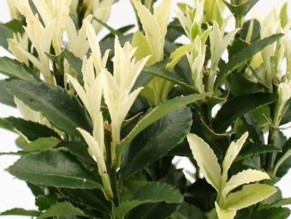 Brslen japonský 'Francien'  Euonymus japonicus 'Francien'