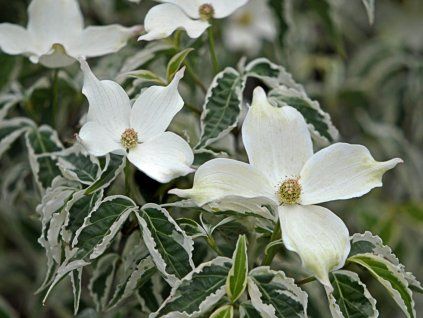 Dřín japonský 'Re-Tivano'  Cornus kousa 'Re-Tivano'