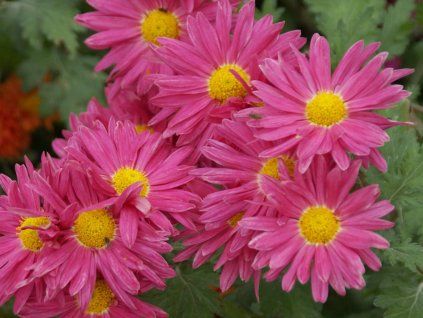 Chryzantéma 'Hans Schmid' - Chrysanthemum indicum 'Hans Schmid'  Chrysanthemum indicum 'Hans Schmid'