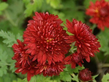 Chryzantéma 'Himbeerrot' - Chrysanthemum indicum 'Himbeerrot'  Chrysanthemum indicum 'Himbeerrot'