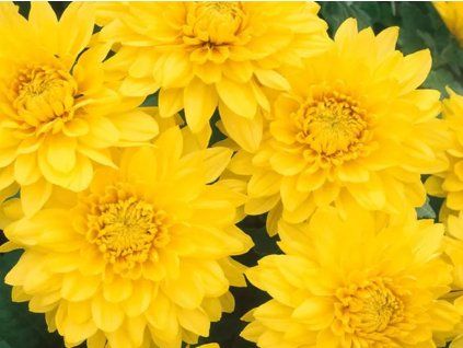 Chryzantéma 'Golden Orfe' - Chrysanthemum indicum 'Golden Orfe'  Chrysanthemum indicum 'Golden Orfe'