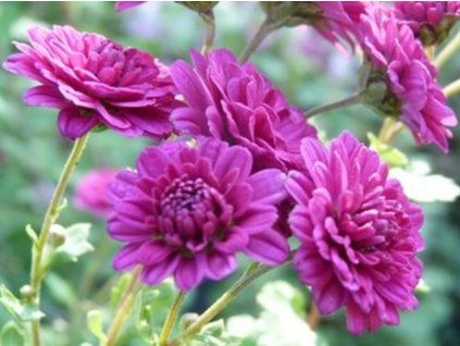 Chryzantéma 'Julia Peterson' - Chrysanthemum indicum 'Julia Peterson'  Chrysanthemum indicum 'Julia Peterson'