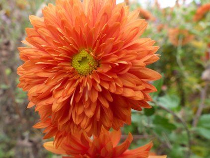 Chryzantéma 'Paul Boissier' - Chrysanthemum indicum 'Paul Boissier'  Chrysanthemum 'Paul Boissier'