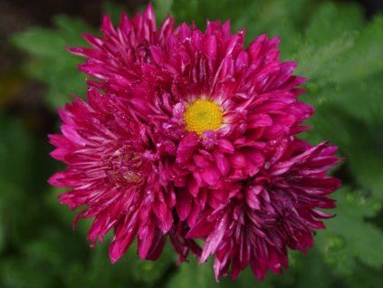 Chryzantéma 'Shiraz' - Chrysanthemum indicum 'Shiraz'  Chrysanthemum 'Shiraz'