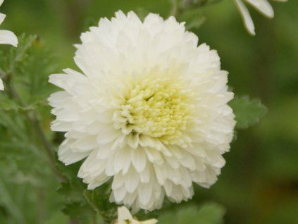 Chryzantéma 'Weisse Nebelrose' - Chrysanthemum indicum 'Weisse Nebelrose'  Chrysanthemum 'Weisse Nebelrose'